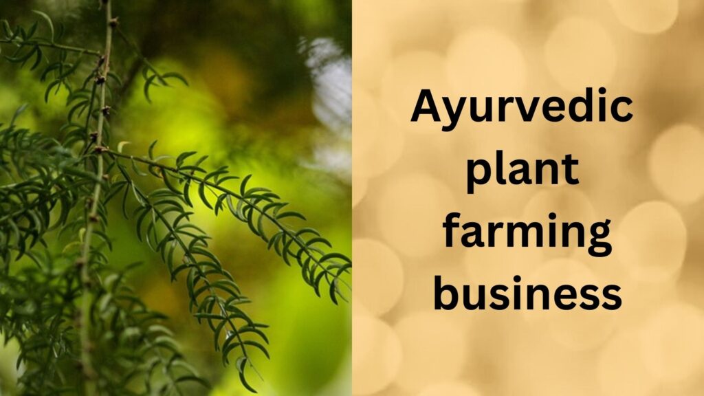 Ayurvedic plant farming.