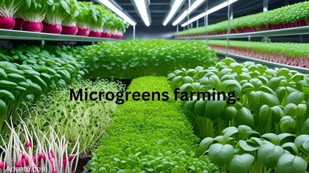 Microgreen farming.