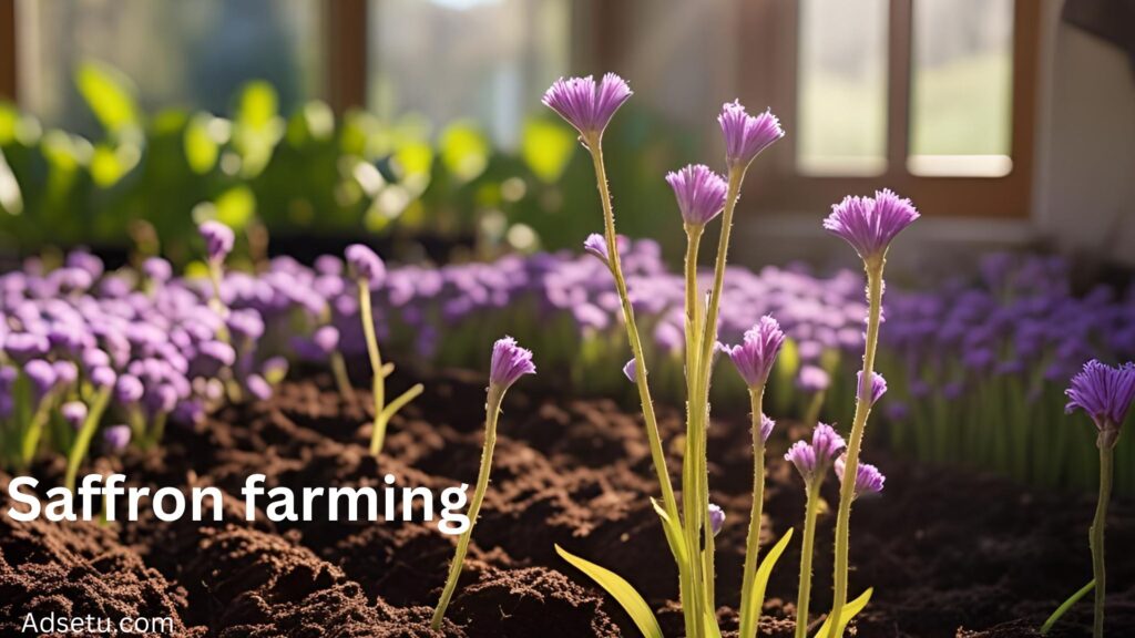 Saffron farming.