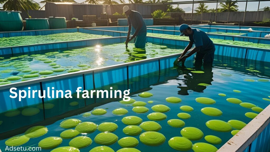Spirulina Farming Business.